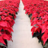 Perino’s Poinsettias
