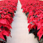 Perino's Poinsettias