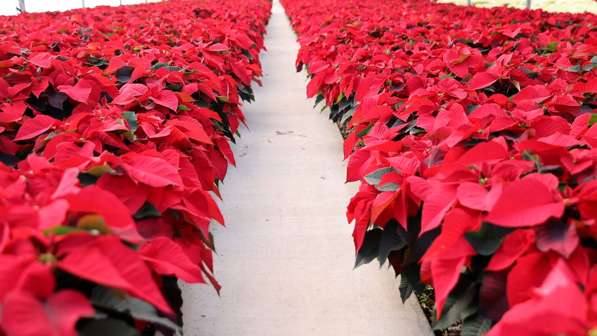 Perinos-Poinsettias_1
