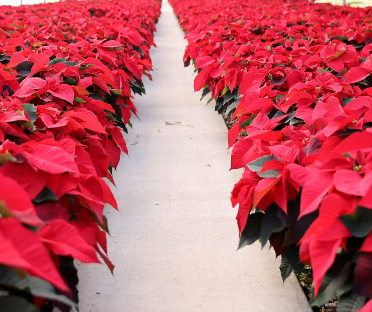 Perinos-Poinsettias_1
